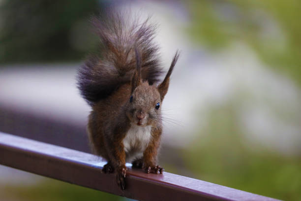 istock A squirrel on a neighborhood balcony on a sunny day. 1659468280