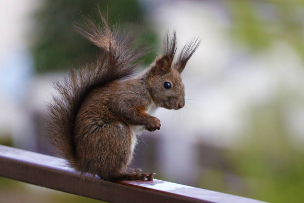 istock A squirrel on a neighborhood balcony on a sunny day. 1659468299