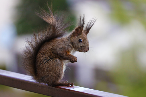 A squirrel on a neighborhood balcony on a sunny day.