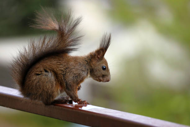 istock A squirrel on a neighborhood balcony on a sunny day. 1659468805