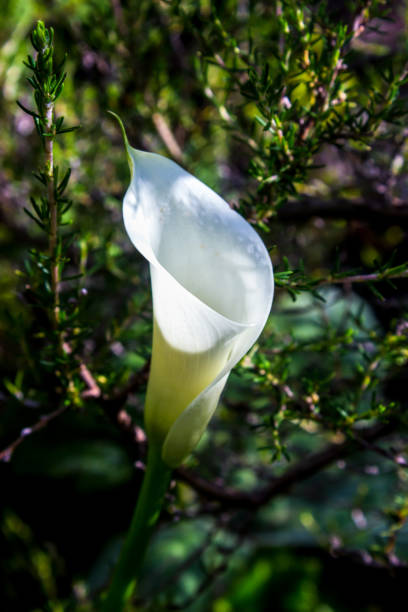 A white common arum Lily, Zantedeschia aethiopica, flower, inbetween the Heath of the Drakensberg Mountains A white common arum Lily, Zantedeschia aethiopica, flower, inbetween the Heath of the Drakensberg Mountains, South Africa. The Arum lily is used to symbolise purity. It is native to Southern Africa, were it grows next to streams. drakensberg flower mountain south africa stock pictures, royalty-free photos & images