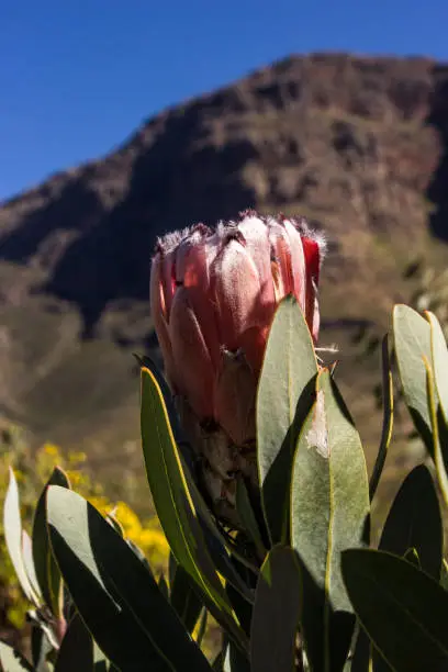 Looking up at a large extravagant, pink flower of a Brown-beard sugarbush, Protea speciosa, with the cliffs of the Cederberg Mountains, South Africa, in the background.