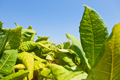 Agriculture. Soybean green plants growing in rows in cultivated field. Organic farming. Agricultural soy vegetable plantation, healthy food. Modern agribusiness. Bio lifestyle farmland.