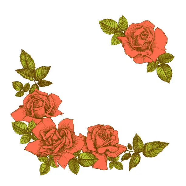 Vector illustration of Roses. Hand drawn flower set