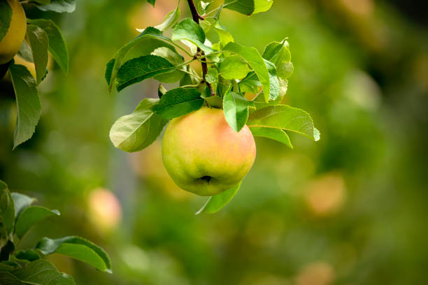 istock ripe apple on a branch in an apple orchard. 1659489383