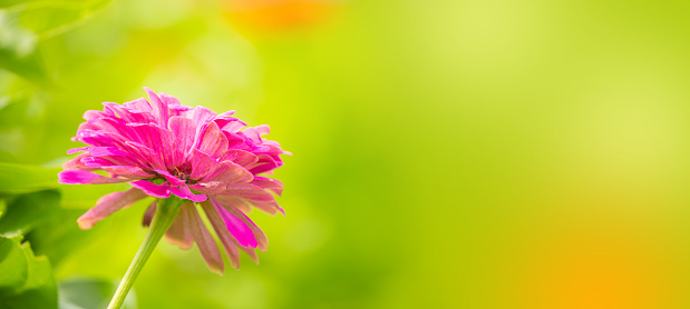 crimson zinnia flower close up on natural garden background. banner. free space for your ideas and inscriptions.