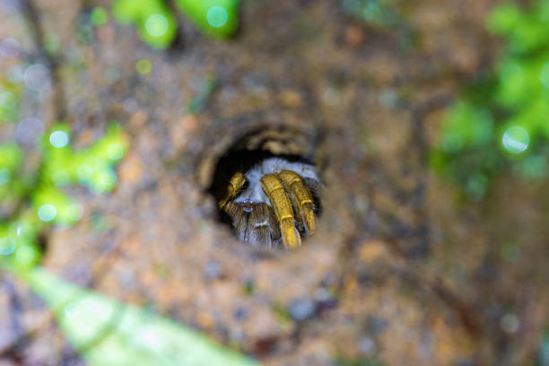 Red Knee Tarantula - bird eating spider
