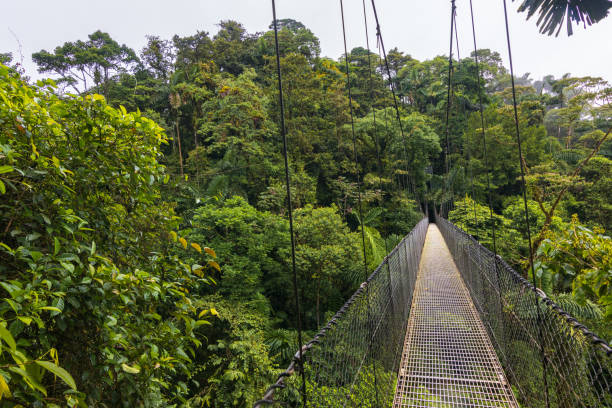 istock Beautiful views in Arenal Natural Park (Costa Rica) 1659504755