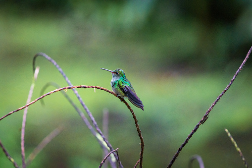 Beautiful hummingbird in Arenal Volcano National Park (Costa Rica)