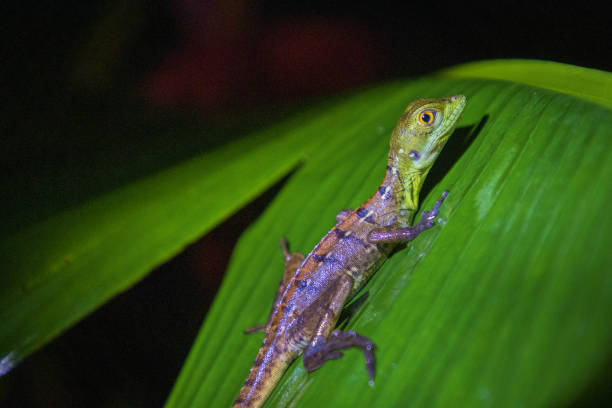 Small lizard in a leaf in Arenal Volcano National Park (Costa Rica)