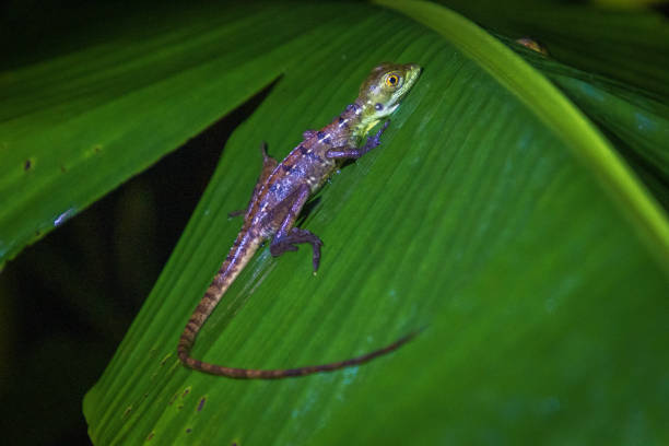 istock Small lizard in a leaf in Arenal Volcano National Park (Costa Rica) 1659509084