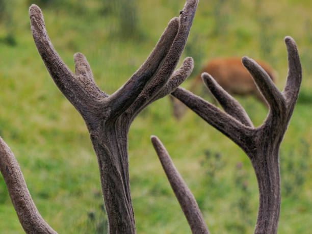 istock deer horn detail on grass background in dolomites 1659509094