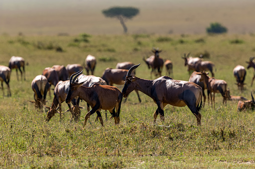 Topi Antelope Herd in Wildlife