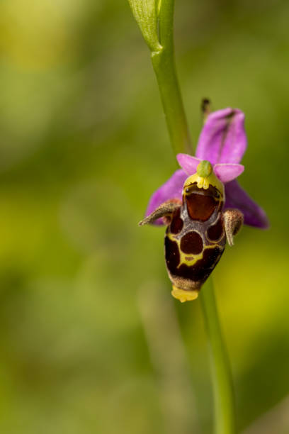 istock Horned Woodcock Orchid (Ophrys cornuta) 1659510711