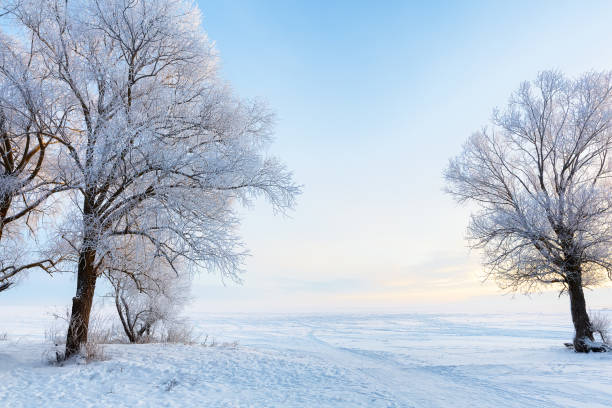 Winter beautiful landscape with trees covered with hoarfrost. stock photo
