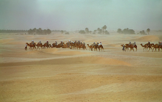 view of the desert and the caravan of tourists on camels