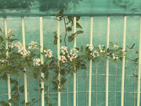 Clematis and a plastic fence