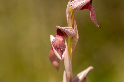 Horizontal closeup of flowering plantain heads. Soft focus background