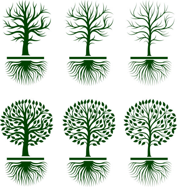 illustrations, cliparts, dessins animés et icônes de arbre à croissance avec feuilles ensemble d'icônes vectorielles libres de droits - root tip