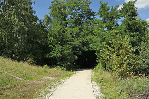 the two-lane country road between trees in a rural landscape