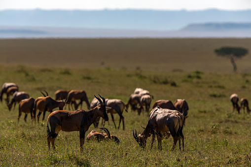 Topi Antelope Herd in Wildlife