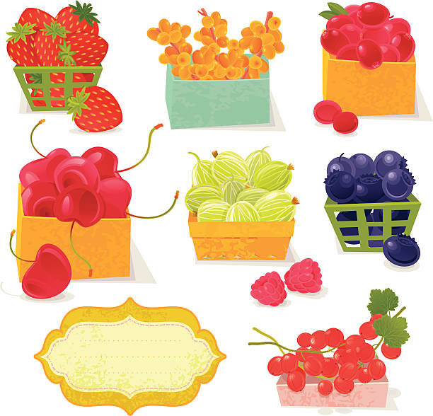 파머 베리류 - gooseberry bush fruit food stock illustrations