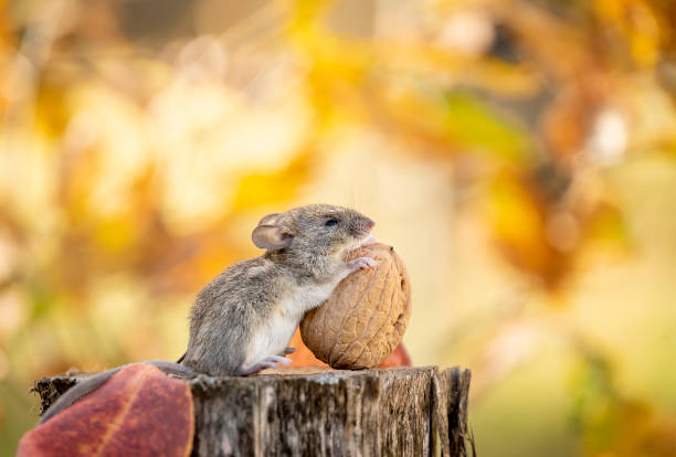 The little mouse carries a big nut. Stocking up for the winter.