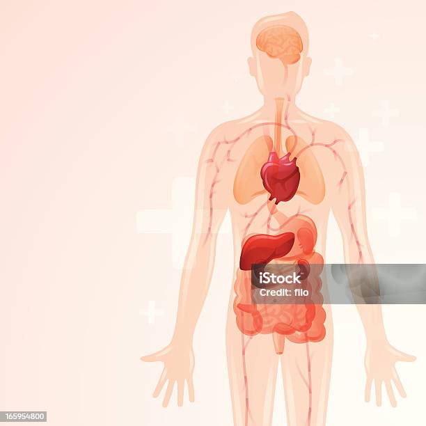 Тела Здравоохранения — стоковая векторная графика и другие изображения на тему Человеческое тело - Человеческое тело, Печень человека, Комикс