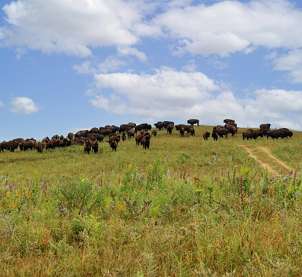 A herd of bison grazing on a hill on the Kansas prairie.  Taken on a sunny, summer morning.