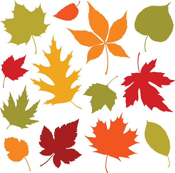 осенние листья элементы дизайна - oak leaf leaf maple leaf autumn stock illustrations