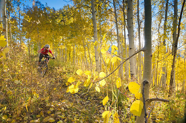 산악 자전거 - gold yellow aspen tree autumn 뉴스 사진 이미지
