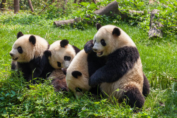 istock Great Pandas playing together - Chengdu, Sichuan Province, China 165955865