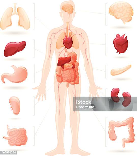 Human Body And Organs Diagram Stock Illustration - Download Image Now - The Human Body, Anatomy, Illustration