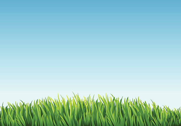 緑の芝生のフィールド - ausenaufnahme点のイラスト素材／クリップアート素材／マンガ素材／アイコン素材