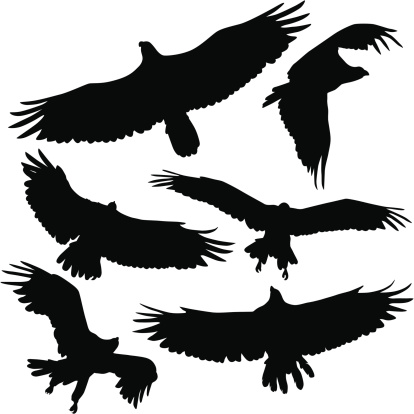 Birds of prey, eagle, hawk and raptor silhouettes. 