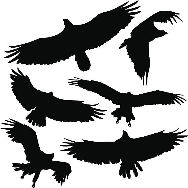 Birds of Prey Birds of prey, eagle, hawk and raptor silhouettes.  spread wings stock illustrations