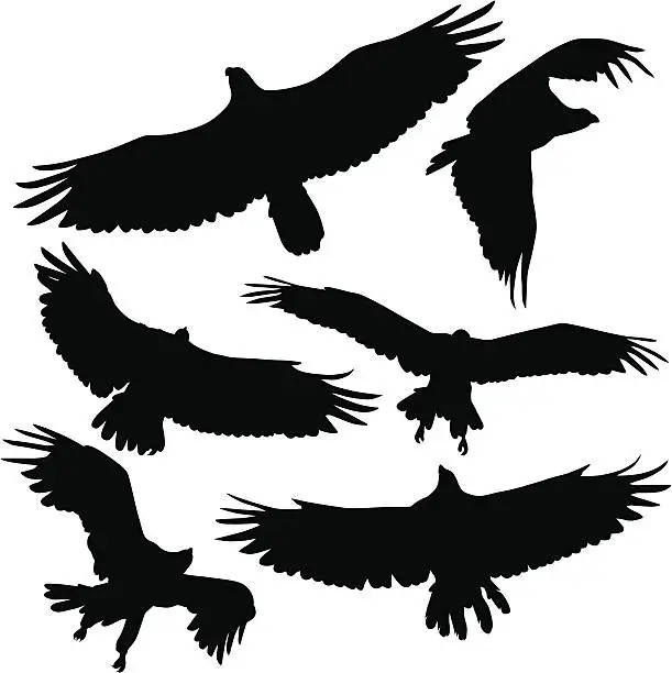 Vector illustration of Birds of Prey