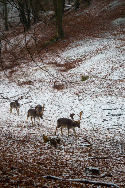 schläfriges hirschrudel - fallow deer fawn deer fallow field stock-fotos und bilder