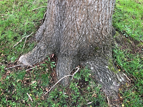 Close-up of the bark of an old sugar maple tree