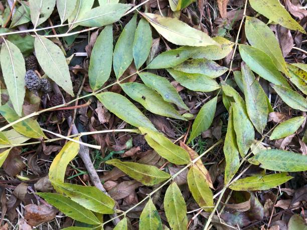 Common ash - leaf litter stock photo