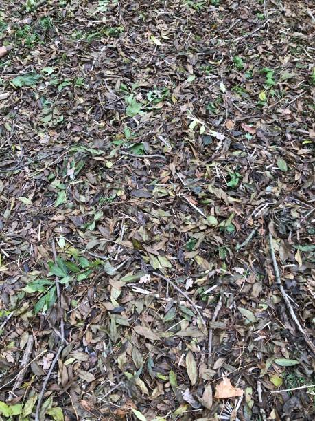 Common ash - leaf litter stock photo