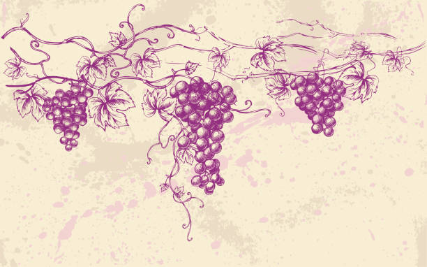 Grapes vector art illustration