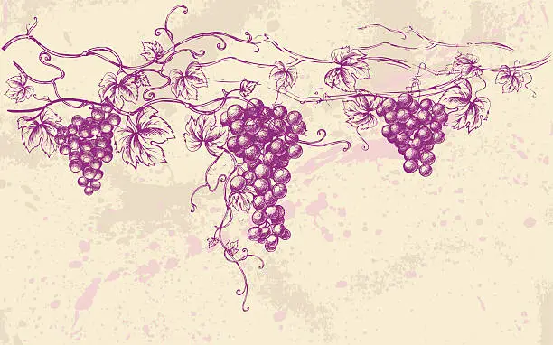 Vector illustration of Grapes