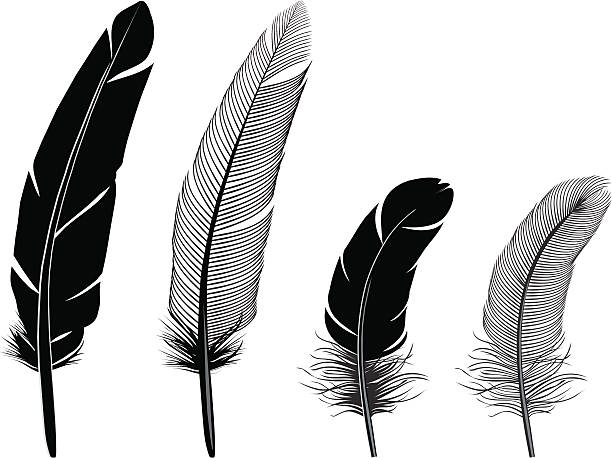 Feathers Different types of feathers. feather vector illustration stock illustrations