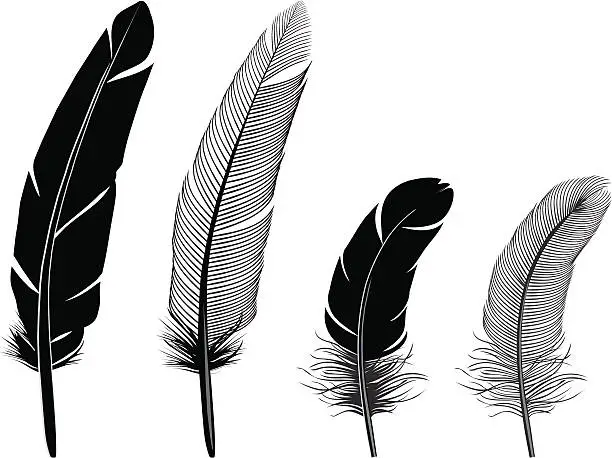 Vector illustration of Feathers