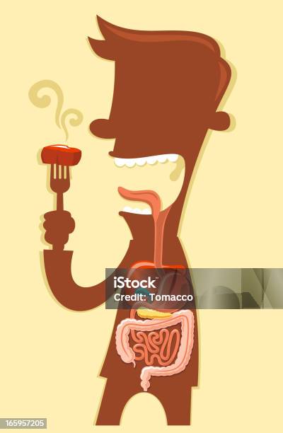 Układ Pokarmowy - Stockowe grafiki wektorowe i więcej obrazów Zdrowy tryb życia - Zdrowy tryb życia, Anatomia człowieka, Biologia - Nauka