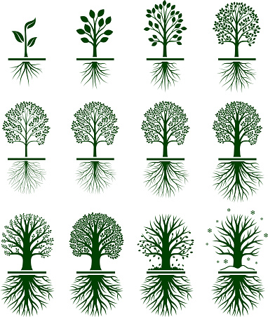Tree Growing royalty free vector interface icon set. This editable vector file growing tree icons icons on white Background. The interface icons are organized in rows and can be used as app interface icons, online as internet web buttons, and in digital and print.