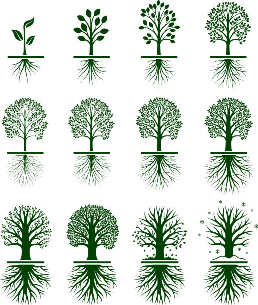 Green Tree Growing in nature vector icon set Tree Growing royalty free vector interface icon set. This editable vector file growing tree icons icons on white Background. The interface icons are organized in rows and can be used as app interface icons, online as internet web buttons, and in digital and print. creation stock illustrations