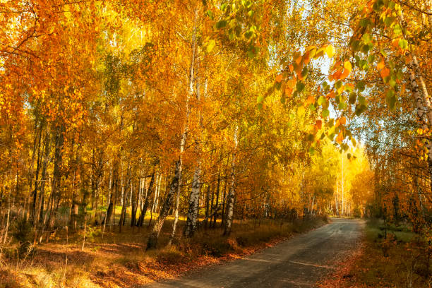 dirt road among yellow birch forest.