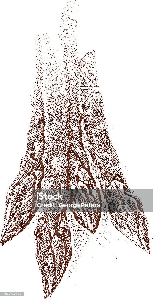 Świeże szparag - Grafika wektorowa royalty-free (Akwaforta)